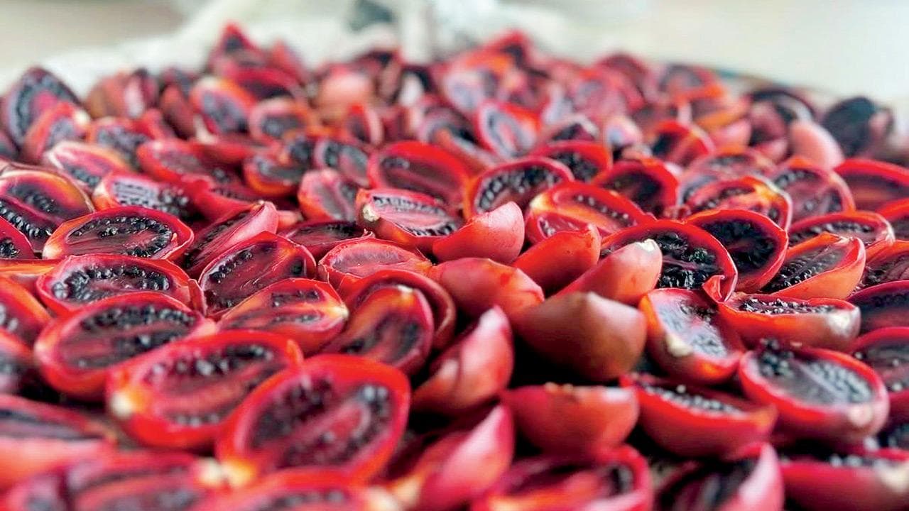 Attend this online festival in July to learn about fermentation