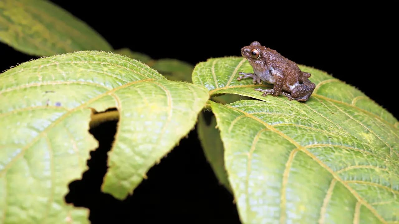 Learn about unique flora and fauna that get their name from Mumbai