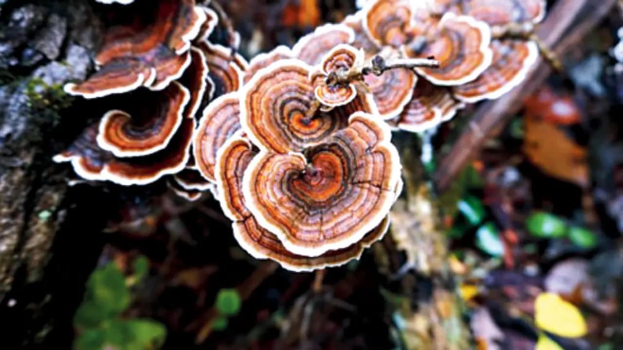 Fungi turn construction waste into an eco-friendly insulation