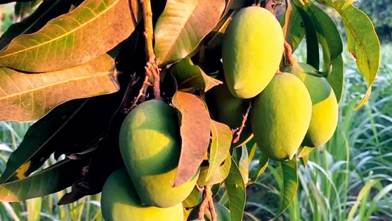 Can't enjoy Alphonso mangoes? Here are other varieties to relish this season